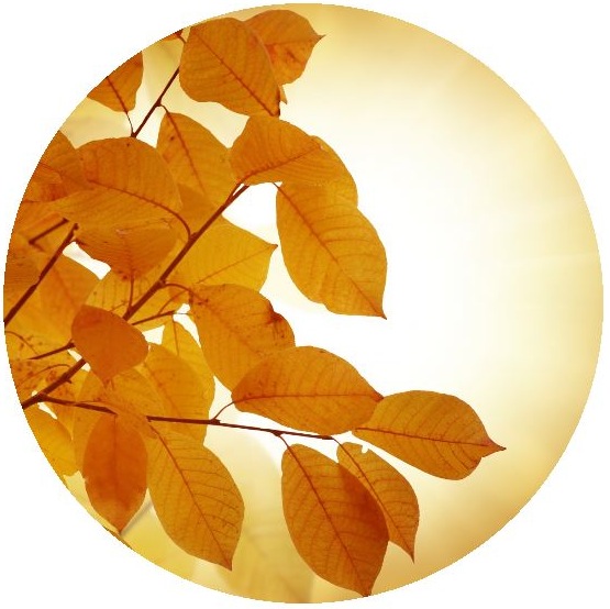 Autumn Leaves Pinback Buttons and Stickers