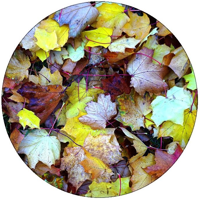 Autumn Leaf Pinback Buttons and Stickers