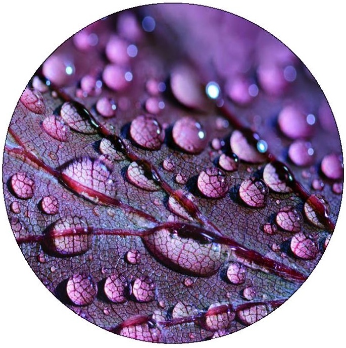 Leaf with Rain Drops Pinback Buttons and Stickers