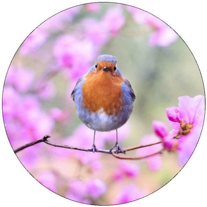 Bird Pinback Buttons and Stickers
