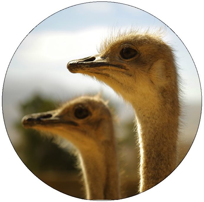 Ostrich Pinback Buttons and Stickers