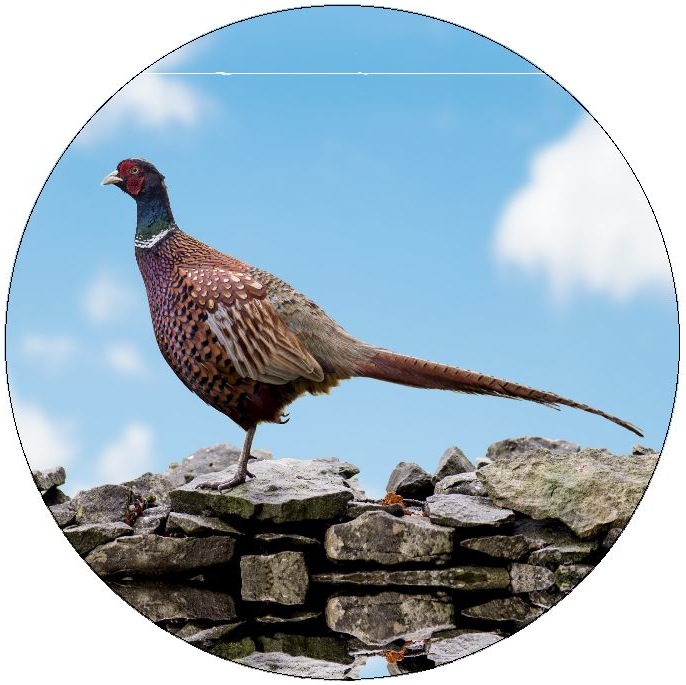 Ringneck Pheasant Pinback Buttons and Stickers