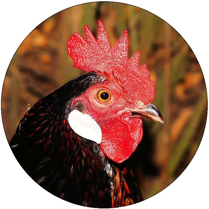 Rooster Pinback Buttons and Stickers