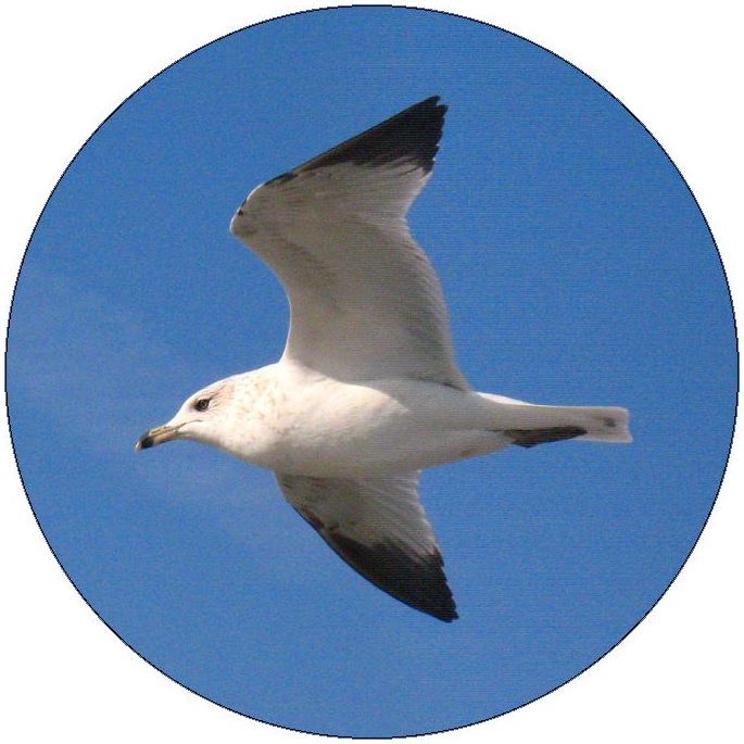 Seagull Pinback Buttons and Stickers