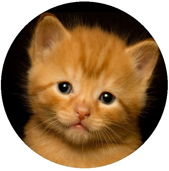 Cat Button
