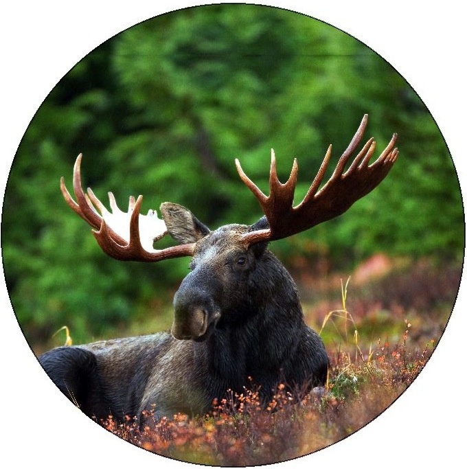 Wildlife Pinback Buttons and Stickers