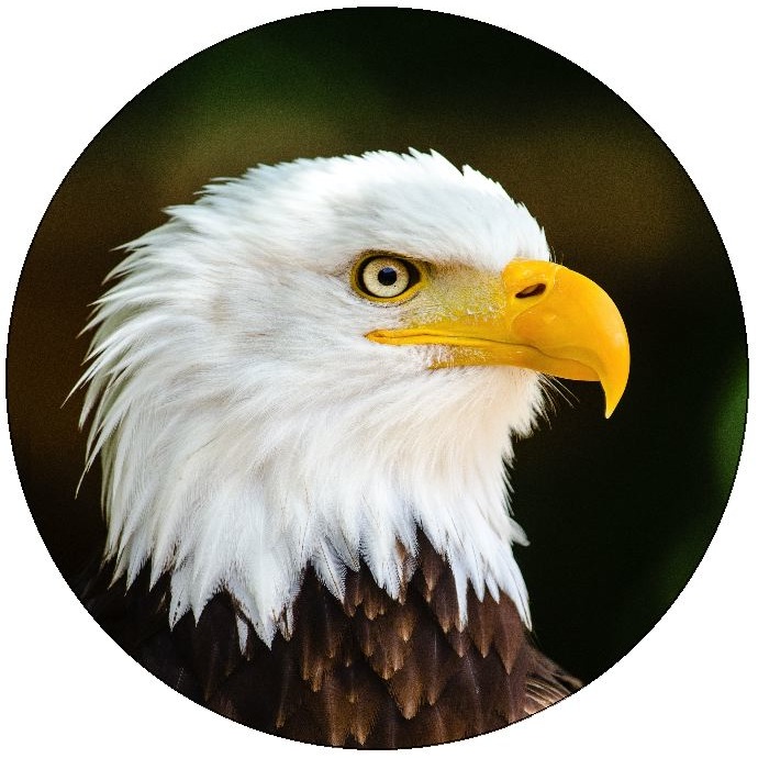 Eagle Pinback Buttons and Stickers