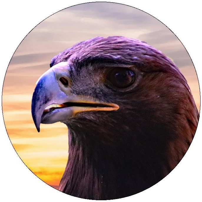 Eagle and Hawk Pinback Buttons and Stickers