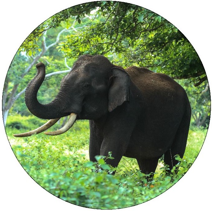 Elephant Pinback Buttons and Stickers
