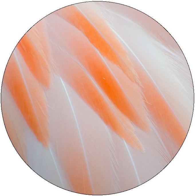 Flamingo Feather Pinback Buttons and Sticker