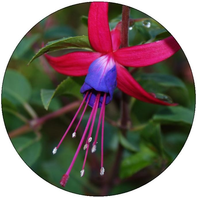 Fuchsia Flower Pinback Buttons and Stickers