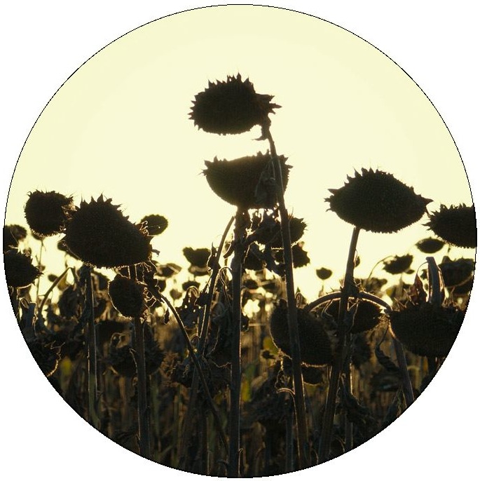 Sunflower Pinback Buttons and Stickers