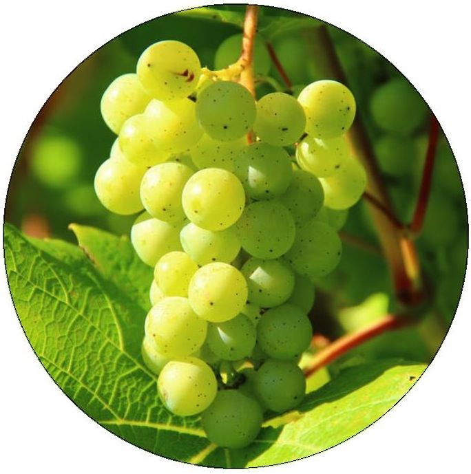 Grapes Pinback Buttons and Stickers