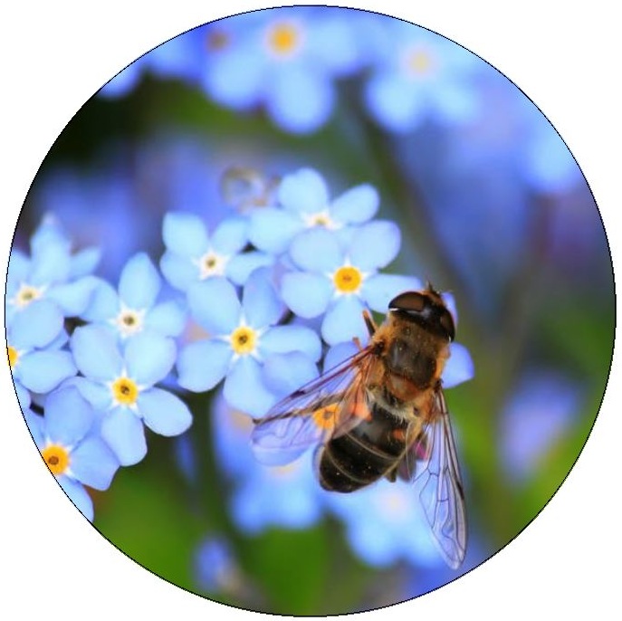 Honey Bee Pinback Buttons and Stickers