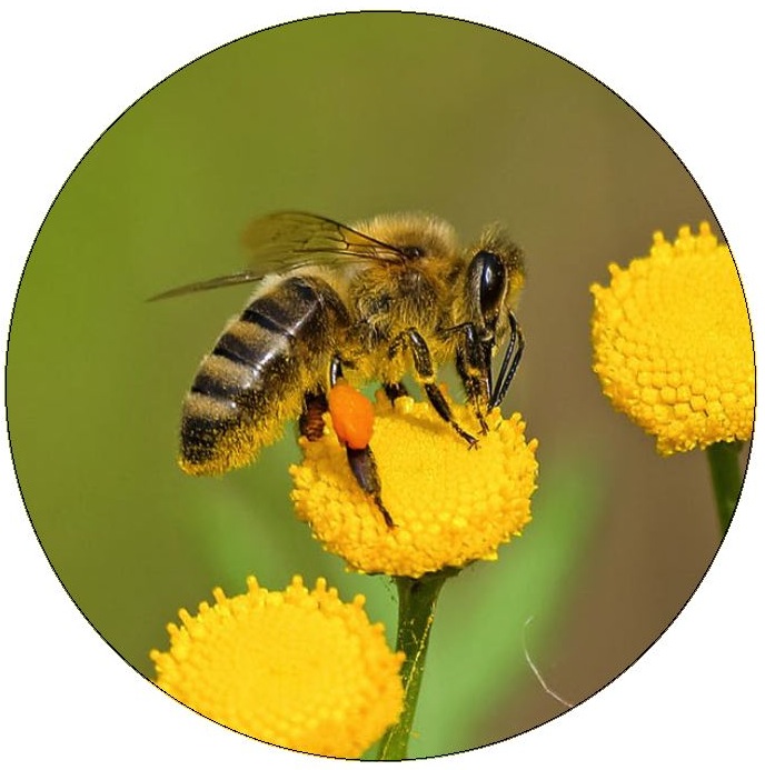 Bee Pinback Buttons and Stickers