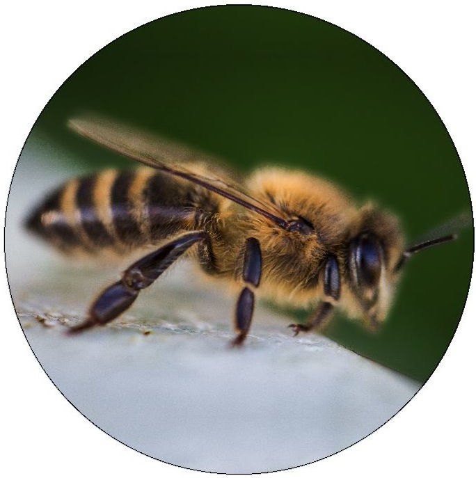 Bee and Hornet Pinback Buttons and Stickers