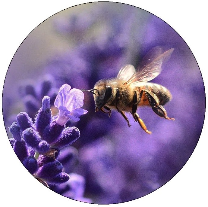 Bee and Wasp Pinback Buttons and Stickers