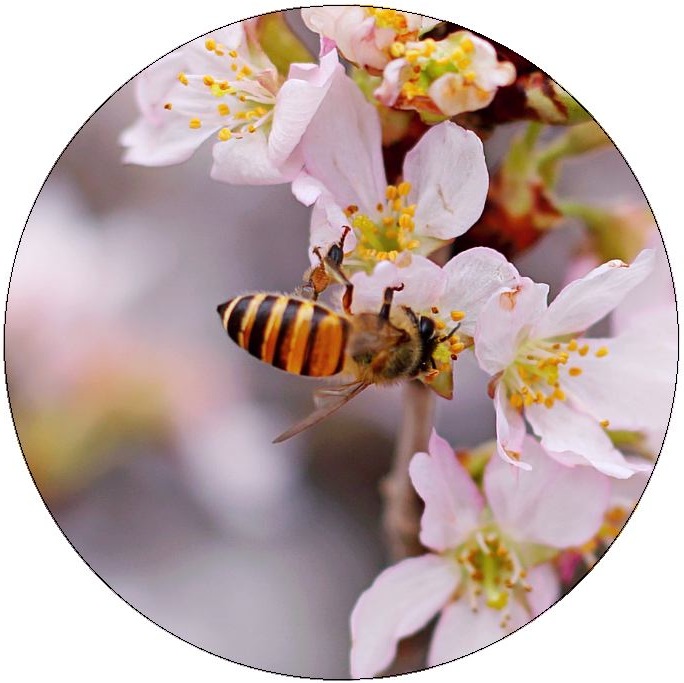 Bee and Wasp Pinback Buttons and Stickers