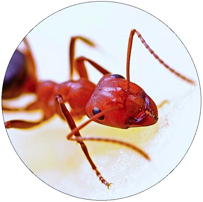 Ants Pinback Buttons and Stickers