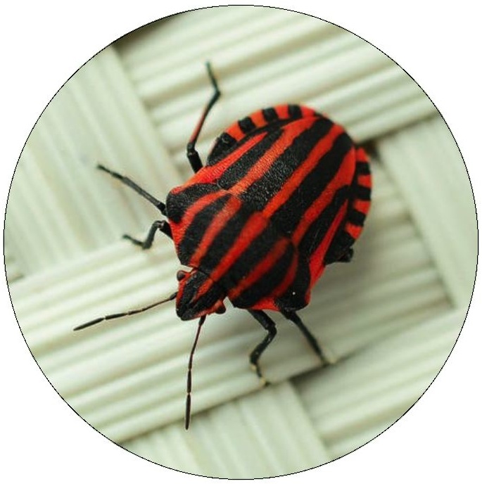 Beetle Pinback Buttons and Stickers