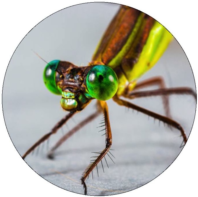Dragonfly Pinback Buttons and Stickers