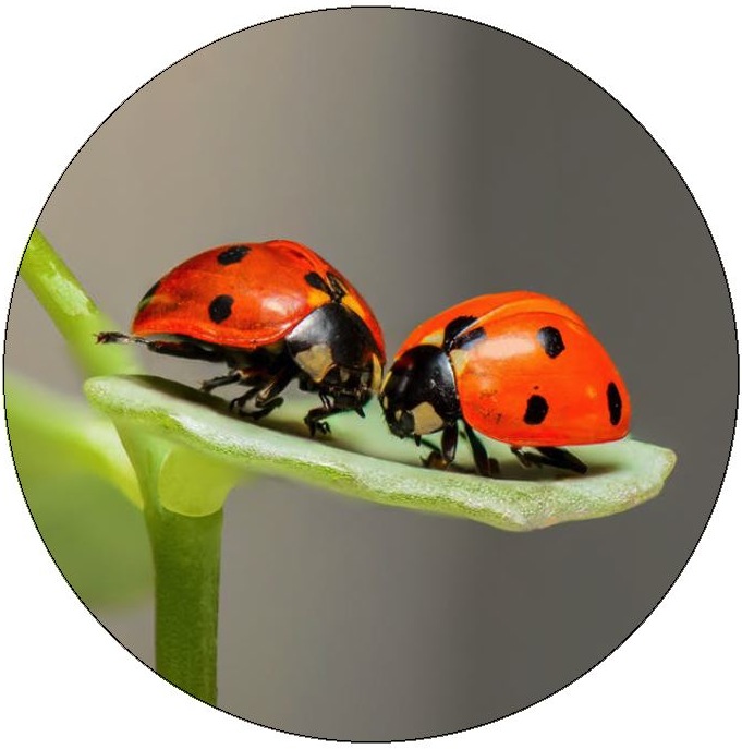 Lady Bug Pinback Buttons and Stickers