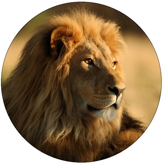 Lion Pinback Buttons and Stickers