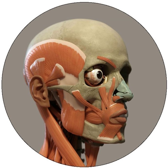 Medical Anatomy Pinback Buttons and Stickers
