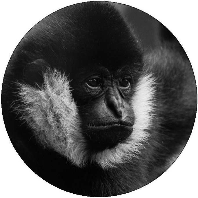 Gibbon Monkey Photo Pinback Button and Stickers