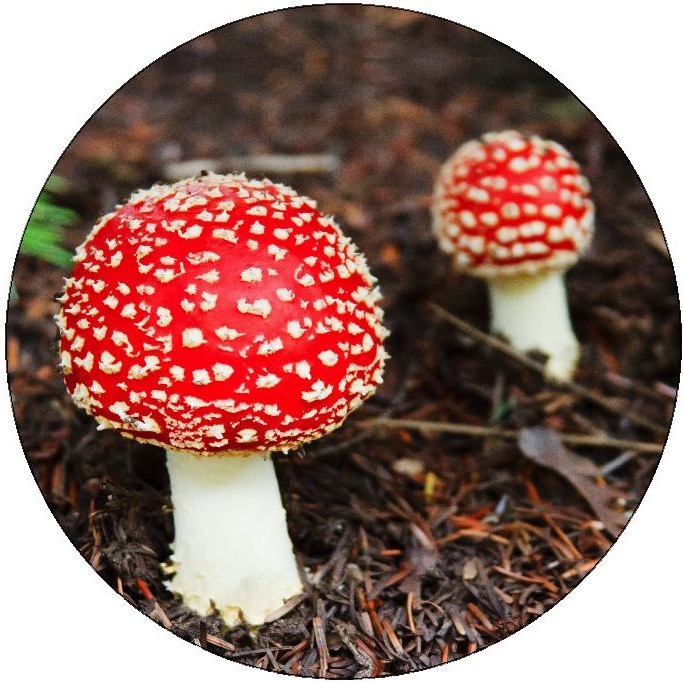 Mushroom Photo Pinback Buttons