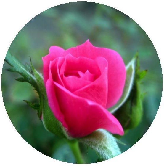 Roses Pinback Buttons and Stickers