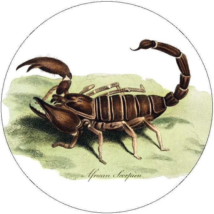 Scorpion Photo Pinback Buttons and Stickers