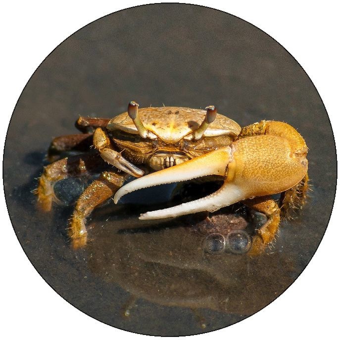 Crab Pinback Button and Stickers