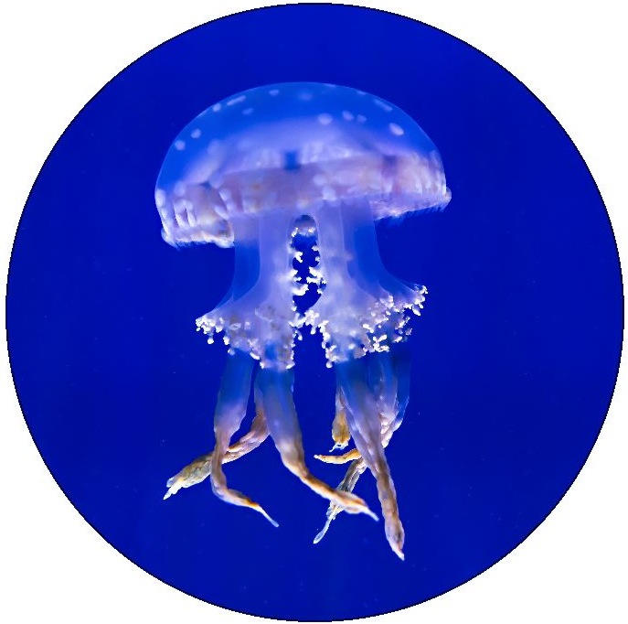 Jellyfish Pinback Button and Stickers