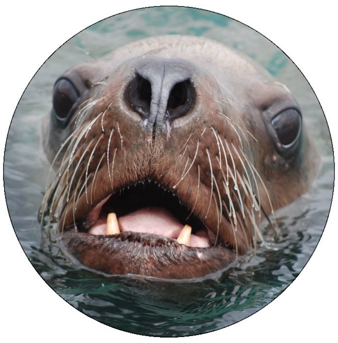 Sea Lion Pinback Button and Stickers