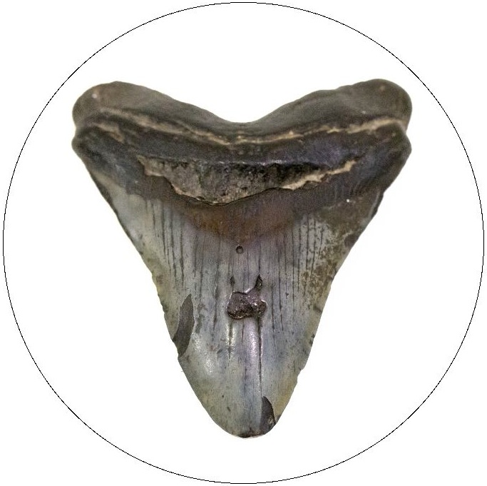 Shark Tooth Pinback Button and Stickers