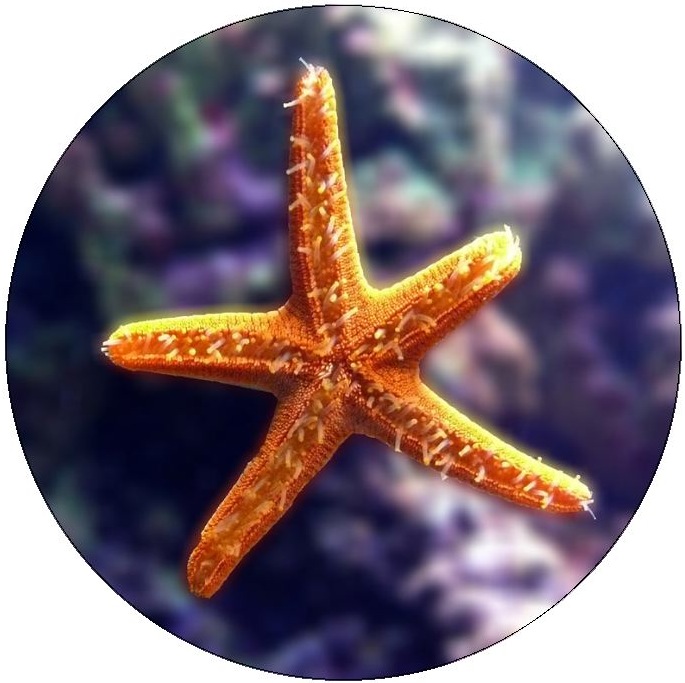 Starfish Pinback Button and Stickers