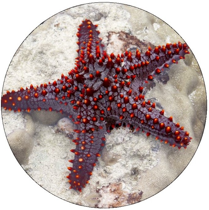 Starfish Pinback Button and Stickers