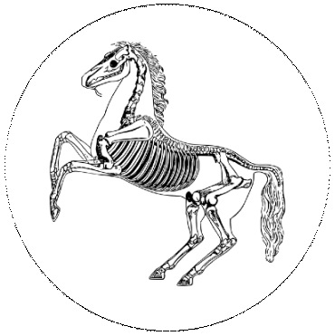 Horse Skeleton Pinback Button and Stickers