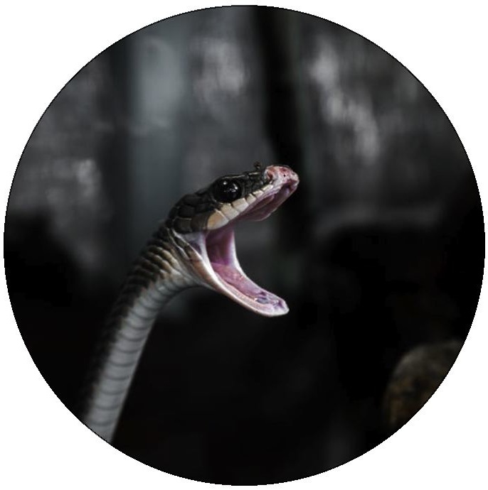 and StickersSnake Pinback Buttons
