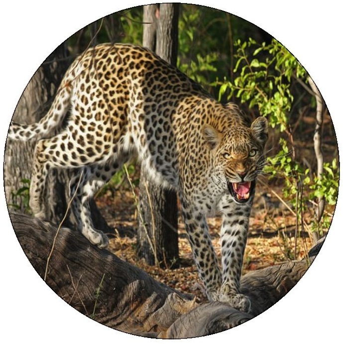 Leopard Pinback Buttons and Stickers