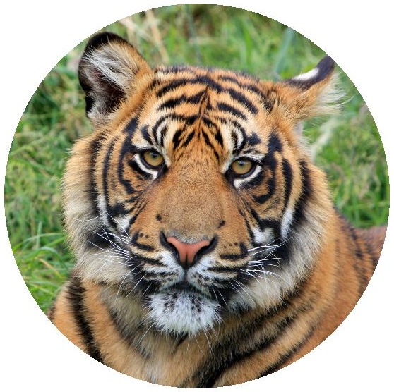 Tiger Pinback Buttons and Stickers