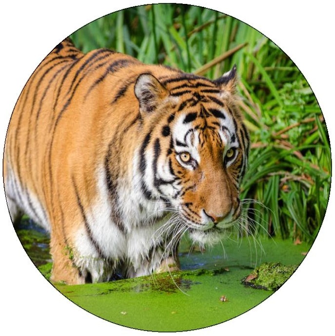 Tiger Pinback Buttons and Stickers
