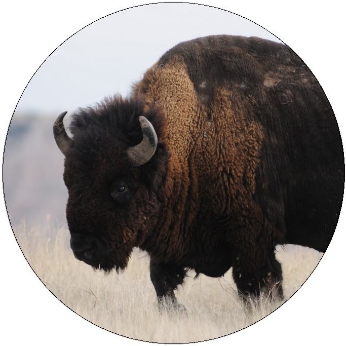 Buffalo Pinback Buttons and Stickers