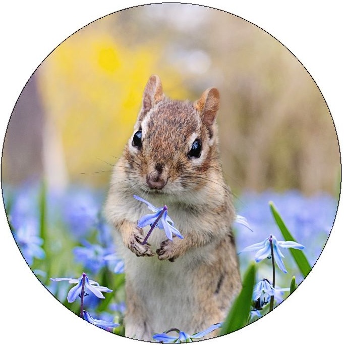 Chipmunk Pinback Buttons and Stickers