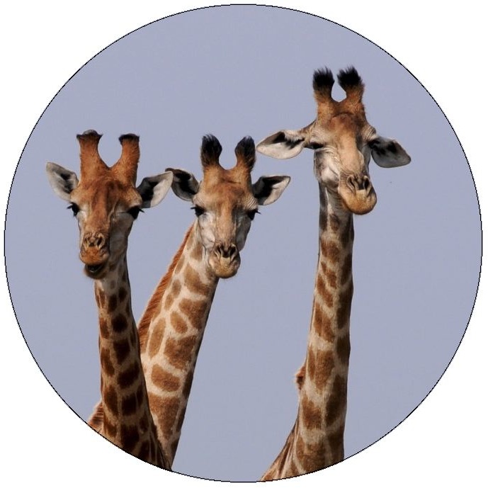Giraffe Pinback Buttons and Stickers