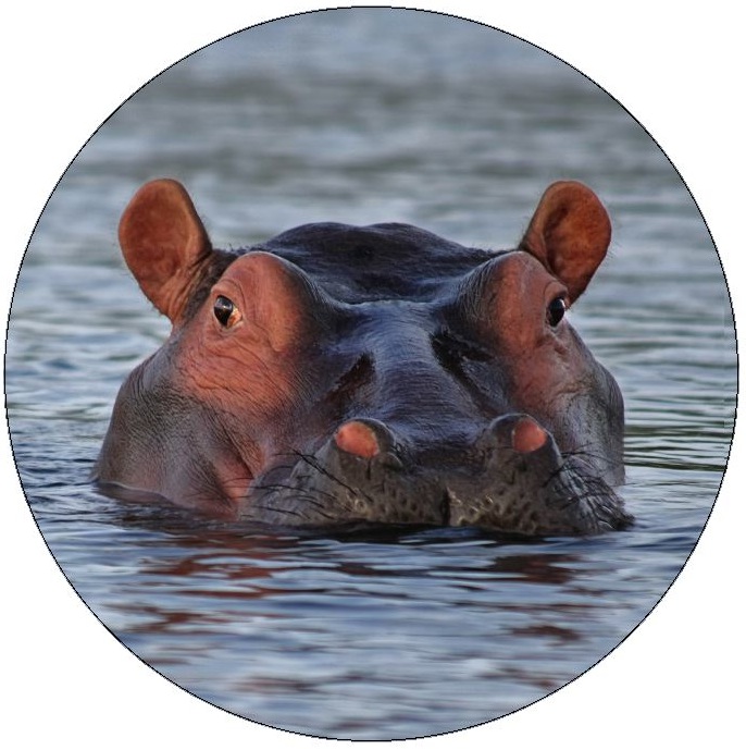 Hippopotamus Pinback Buttons and Stickers