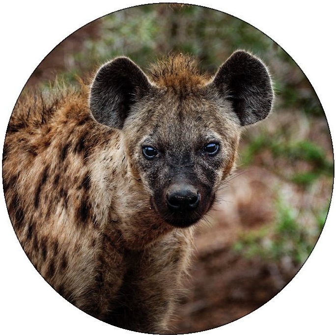 Hyena Pinback Buttons and Stickers