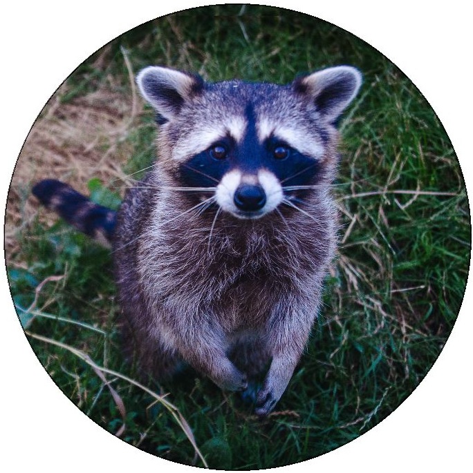 Raccoon Pinback Buttons and Stickers