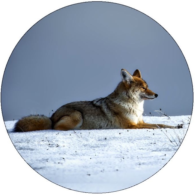 Wolf Pinback Buttons and Stickers
